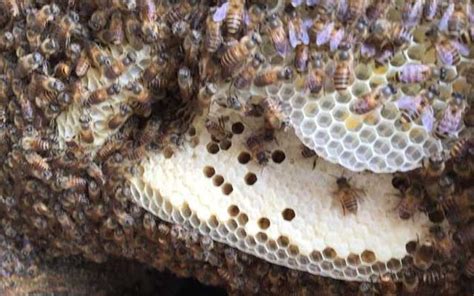 专旺格 蜜蜂在家築巢好嗎